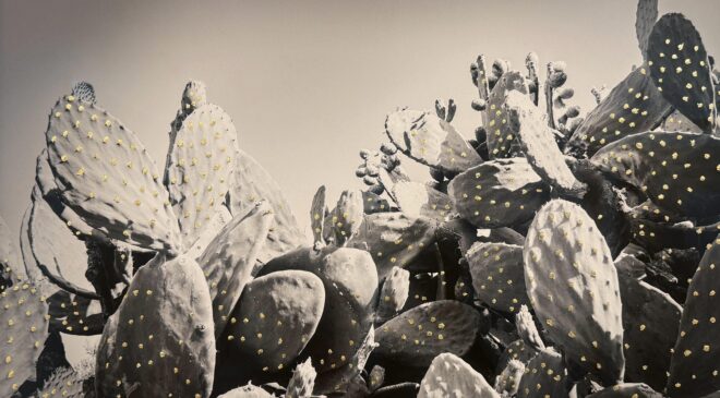 Lara Sayılgan “Park ” ve “Unborn Lotus”  İsimliEserleriyle Asia Now Paris’te.