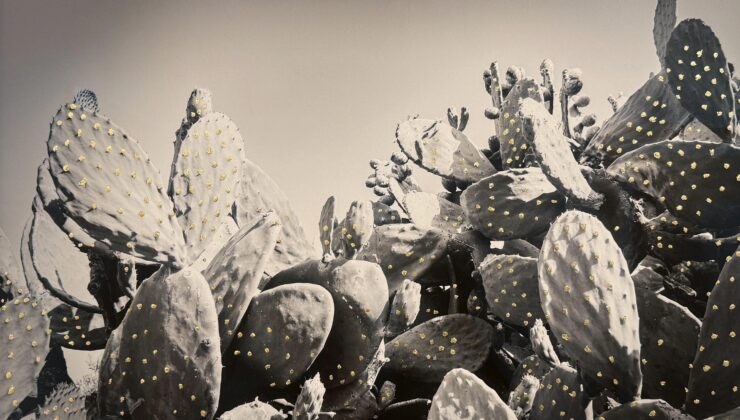 Lara Sayılgan “Park ” ve “Unborn Lotus”  İsimliEserleriyle Asia Now Paris’te.